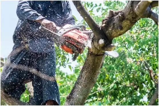 tree services Akron